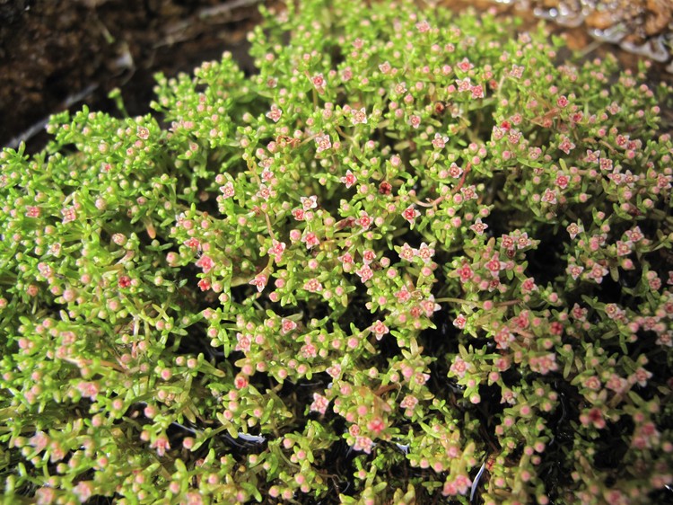 Crassula vaillantii